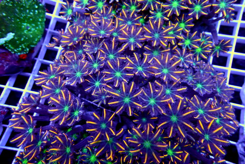 ULTRA CLOVE POLYP COLONY - Black Label Corals