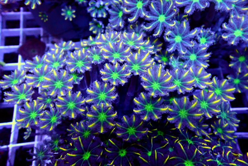 CLOVE POLYP COLONY - Black Label Corals