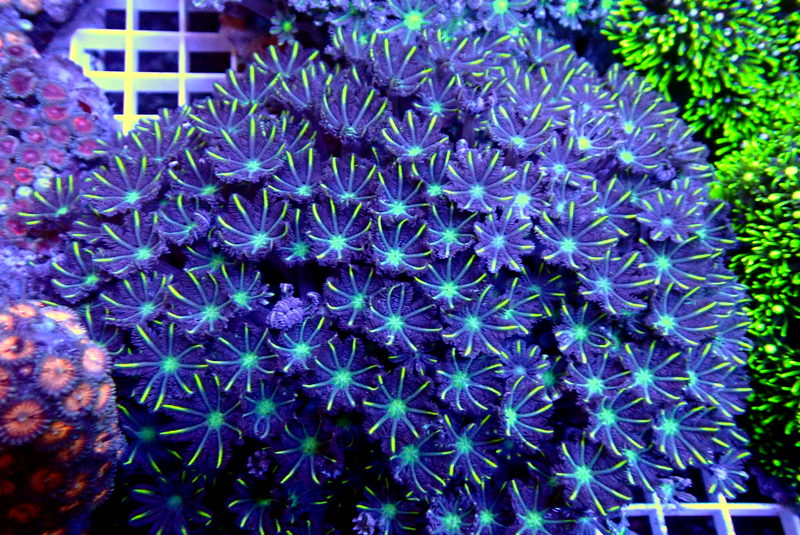 CLOVE POLYP COLONY - Black Label Corals