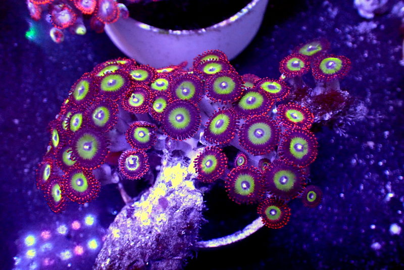 CANDY APPLE ZOA COLONY - Black Label Corals