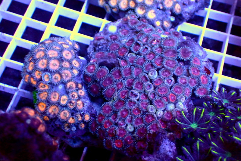 COMBO ZOA COLONY - Black Label Corals