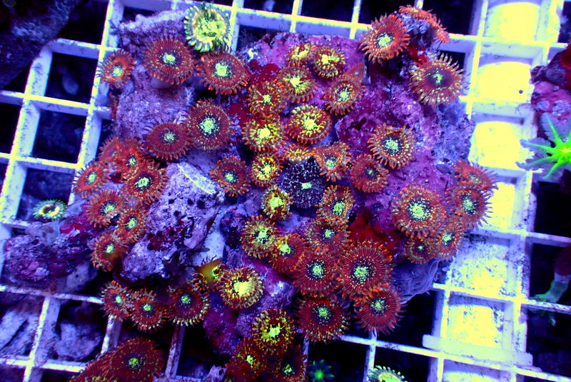 SALTED AGAVE ZOA COLONY - Black Label Corals