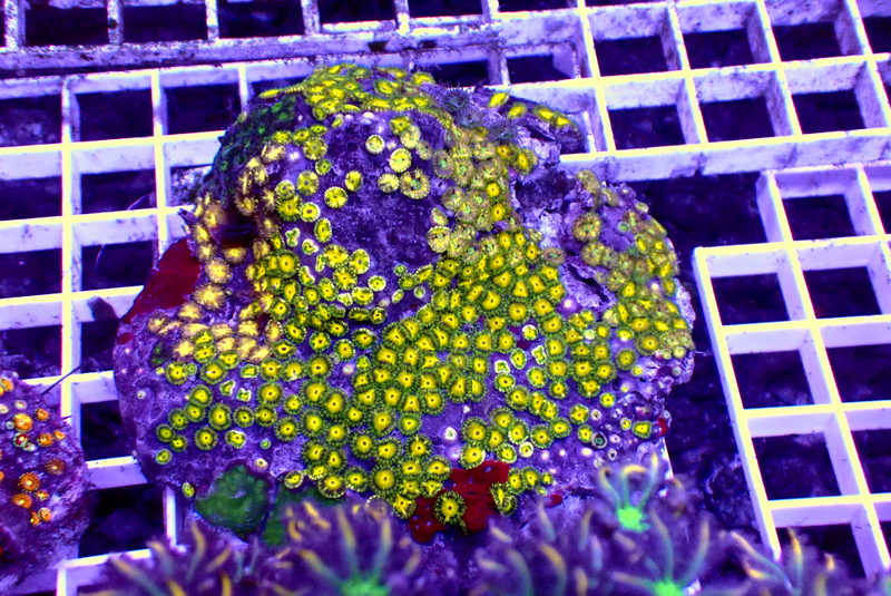 ULTRA ZOA COLONY - Black Label Corals