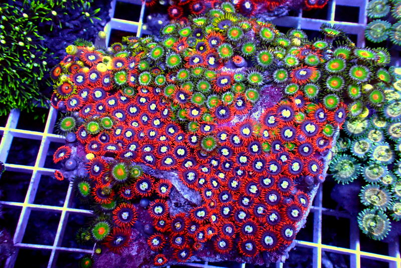 COMBO ZOA COLONY - Black Label Corals