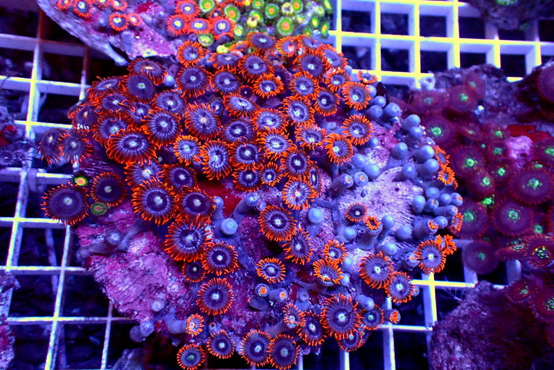 ULTRA ZOA COLONY - Black Label Corals