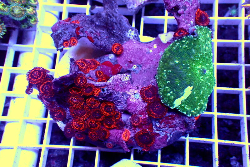 UTTER PEACE ZOA COLONY - Black Label Corals