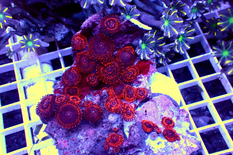 UTTER PEACE ZOA COLONY - Black Label Corals