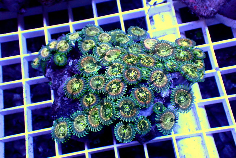 HAWAIIAN AGAVE ZOA COLONY - Black Label Corals