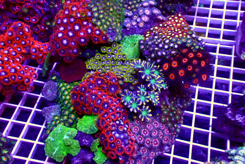 HUGE COMBO ROCK - Black Label Corals