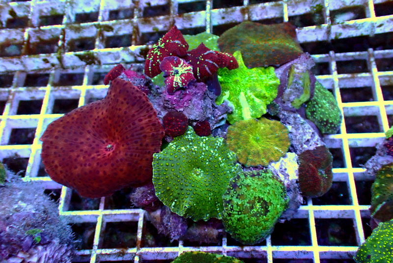 COMBO MUSHROOM ROCK - Black Label Corals