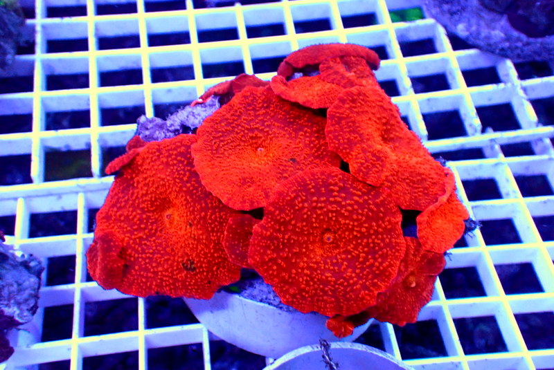 BLOOD RED MUSHROOM ROCK - Black Label Corals