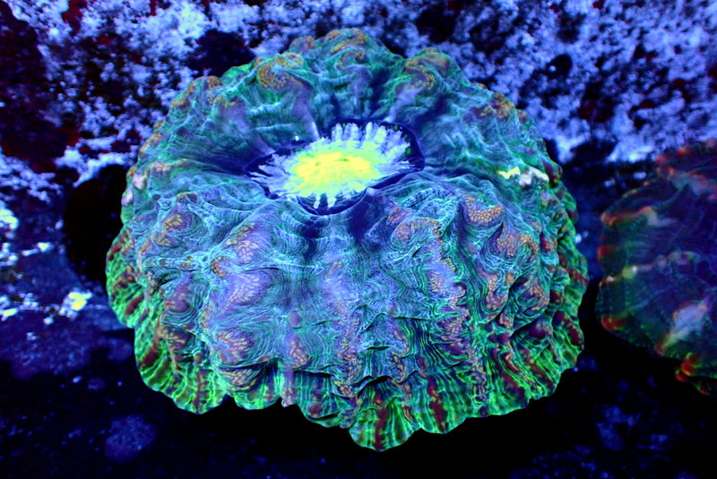 ULTRA INDOPHYLLIA - Black Label Corals
