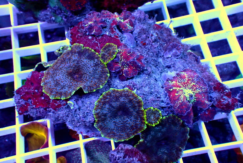 GALAXY MUSHROOM ROCK - Black Label Corals