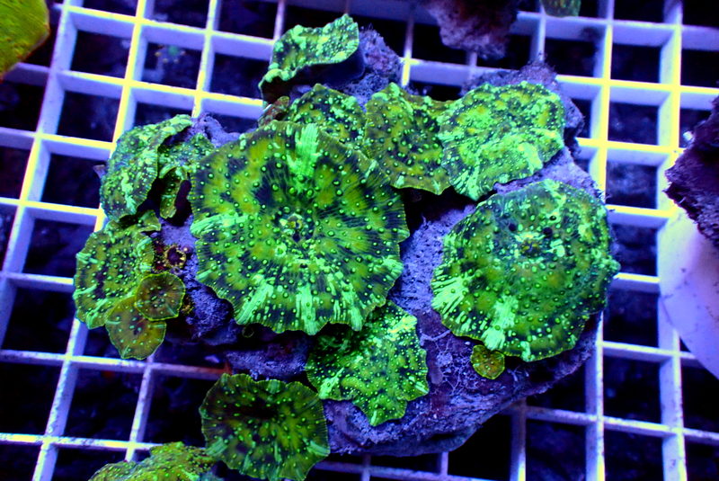 SWIRLY MUSHROOM ROCK - Black Label Corals