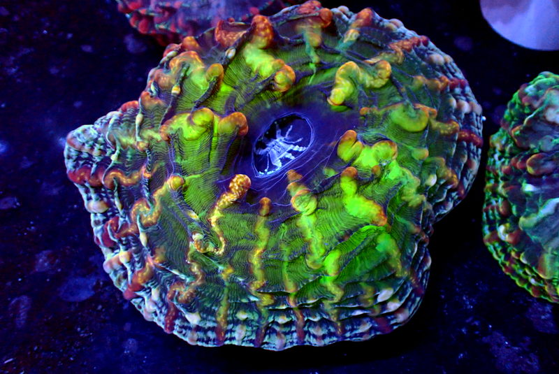 MASTER INDOPHYLLIA - Black Label Corals