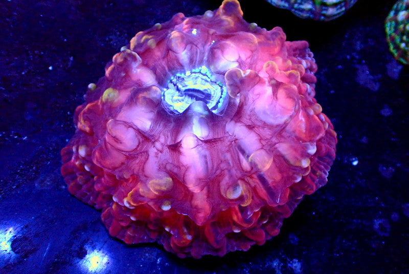 RED INDOPHYLLIA - Black Label Corals