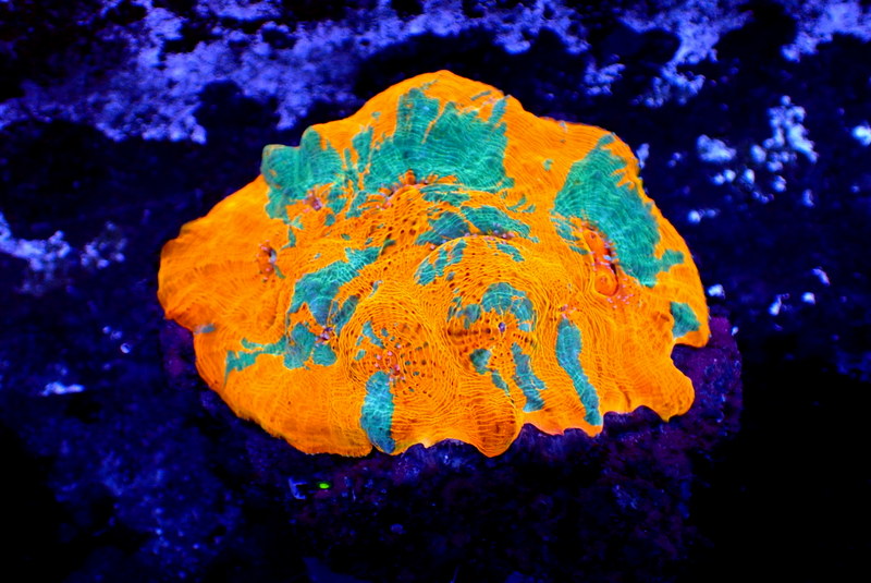 ULTRA CHALICE COLONY - Black Label Corals