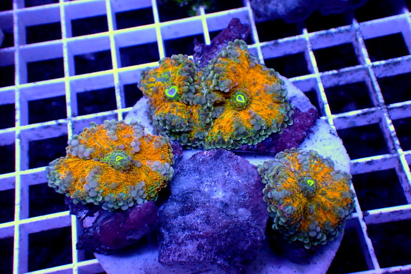 ULTRA RICORDEA ROCK - Black Label Corals