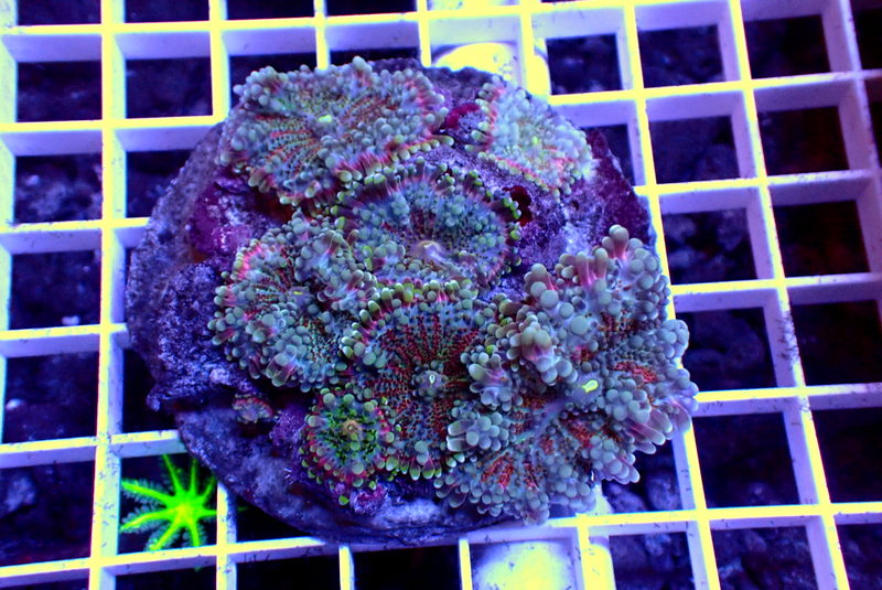 INTERESTING RICORDEA ROCK - Black Label Corals