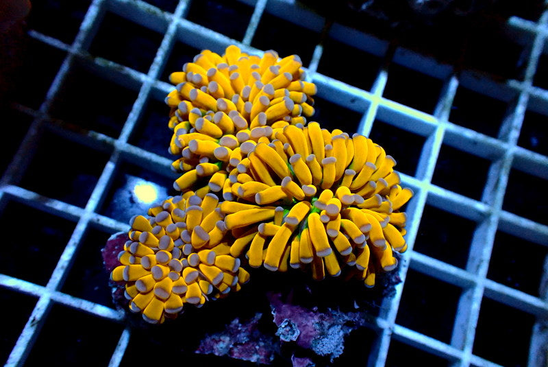 ALMOST BANANA TORCH COLONY - Black Label Corals