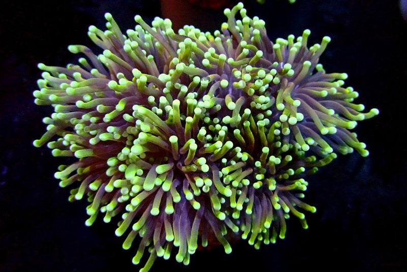 DRAGON SOUL TORCH COLONY - Black Label Corals