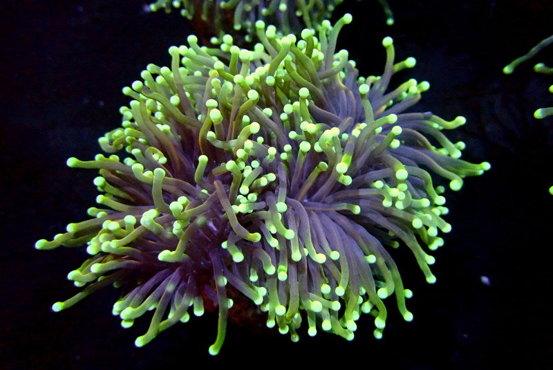 DRAGON SOUL TORCH COLONY - Black Label Corals