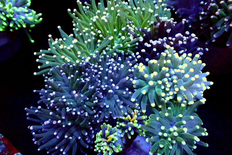 COMBO TORCH COLONY - Black Label Corals