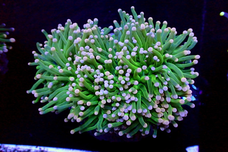 COTTON CANDY TORCH COLONY - Black Label Corals