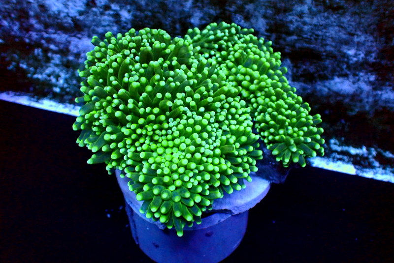 ULTRA GREEN TORCH COLONY - Black Label Corals