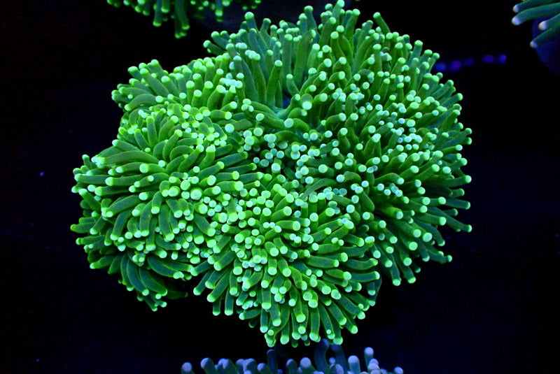 COMBO GREEN TORCH COLONY - Black Label Corals