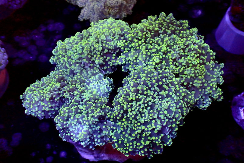 ULTRA GREEN OCTO COLONY - Black Label Corals
