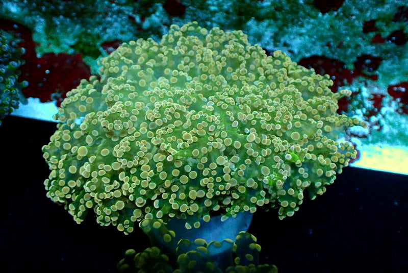 GREEN STEM GOLD TIP OCTO COLONY - Black Label Corals
