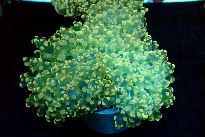 GREEN STEM GOLD TIP OCTO COLONY - Black Label Corals