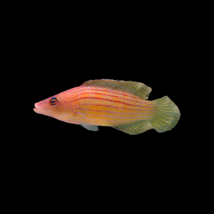 EIGHT LINED WRASSE - Black Label Corals