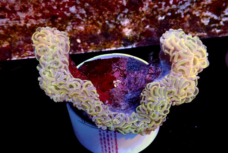 RAINBOW HAMMER COLONY - Black Label Corals