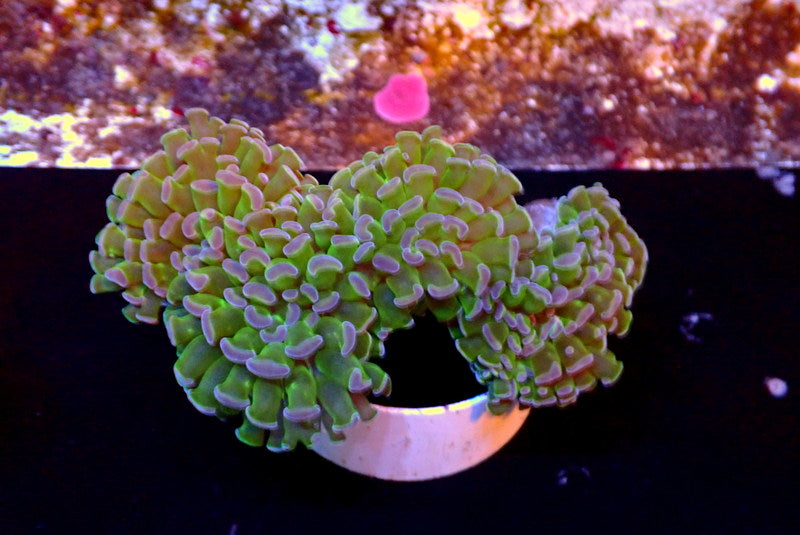 BICOLOR HAMMER COLONY - Black Label Corals