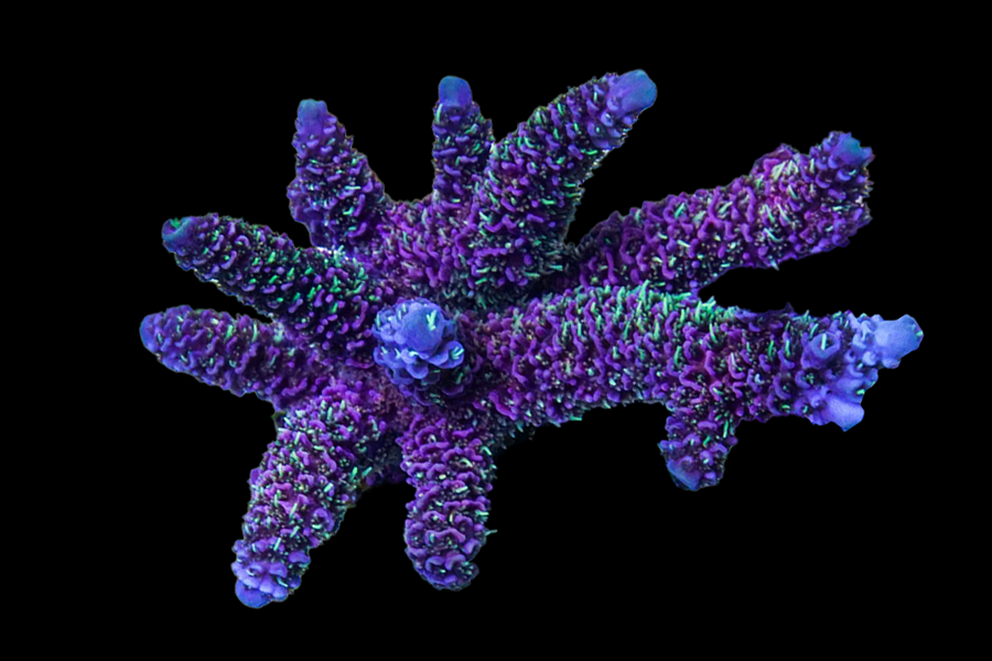 Bahama Mama Millepora Acro - Black Label Corals