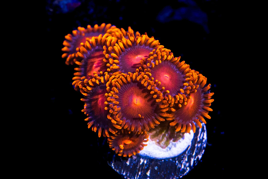 Bam Bam Zoa - Black Label Corals