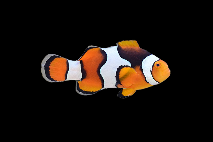 Black Onyx Percula Clownfish - Black Label Corals