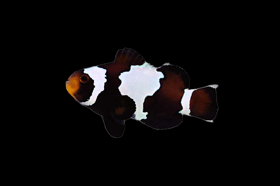 Black Snowflake Ocellaris Clownfish - Black Label Corals
