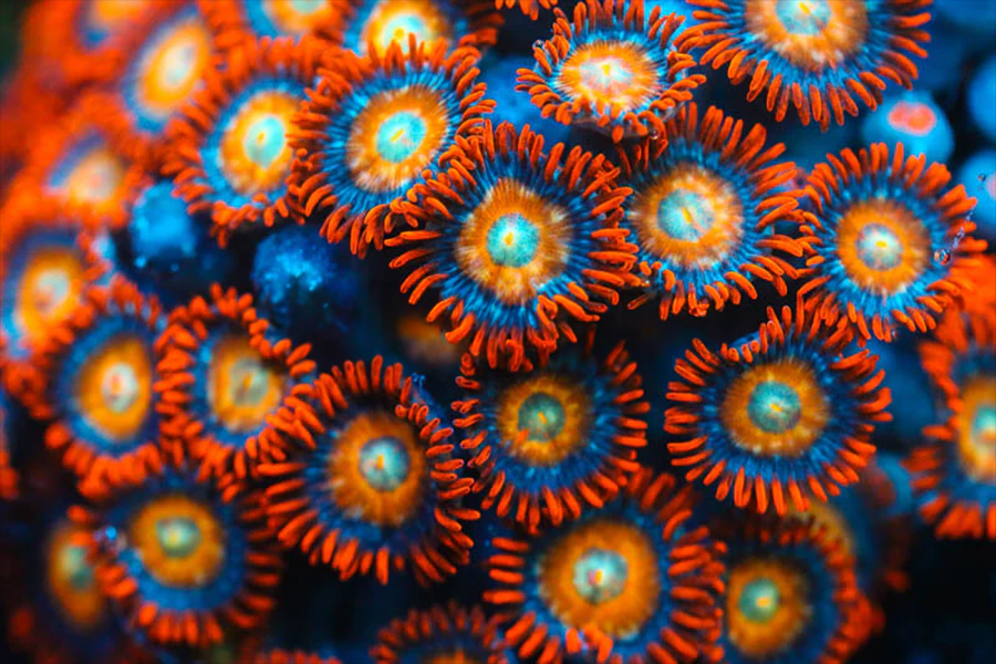 Blonde Haired Blue Eyed Bitch Zoa - Black Label Corals