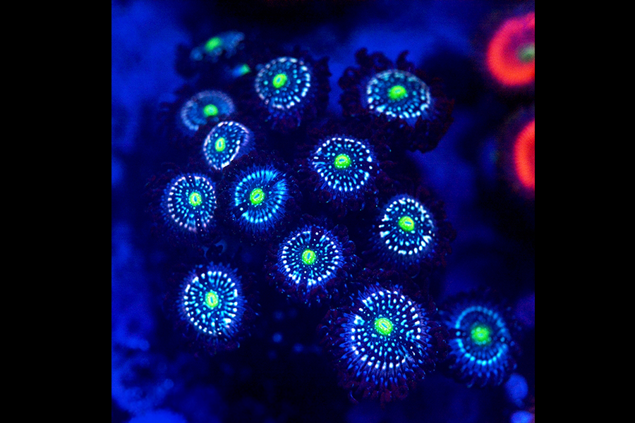 Blue Lagoon Zoa - Black Label Corals