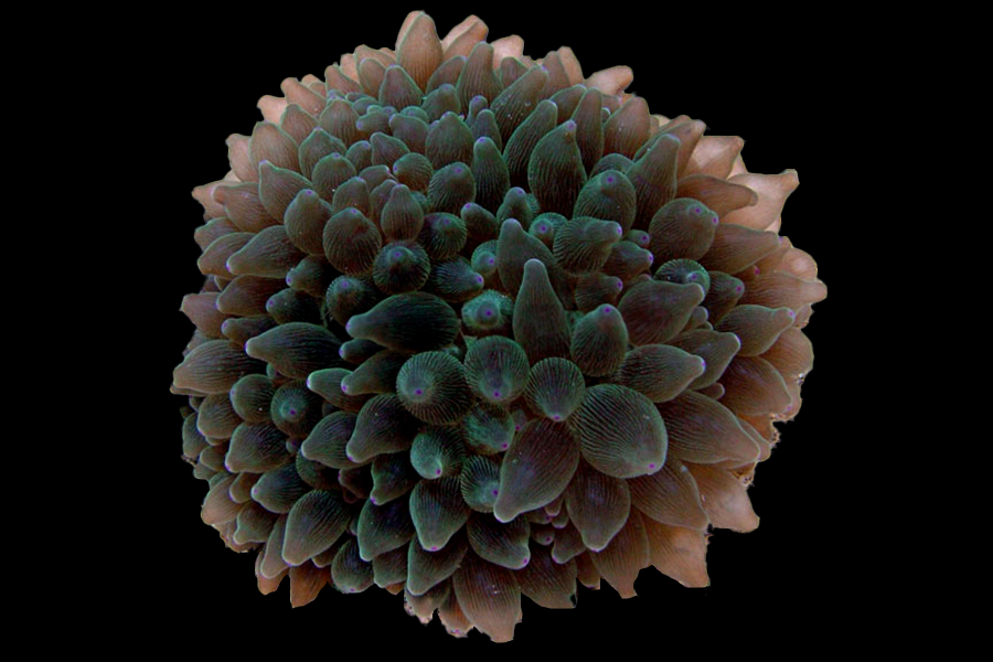 Bubble-tip Anemone - Black Label Corals