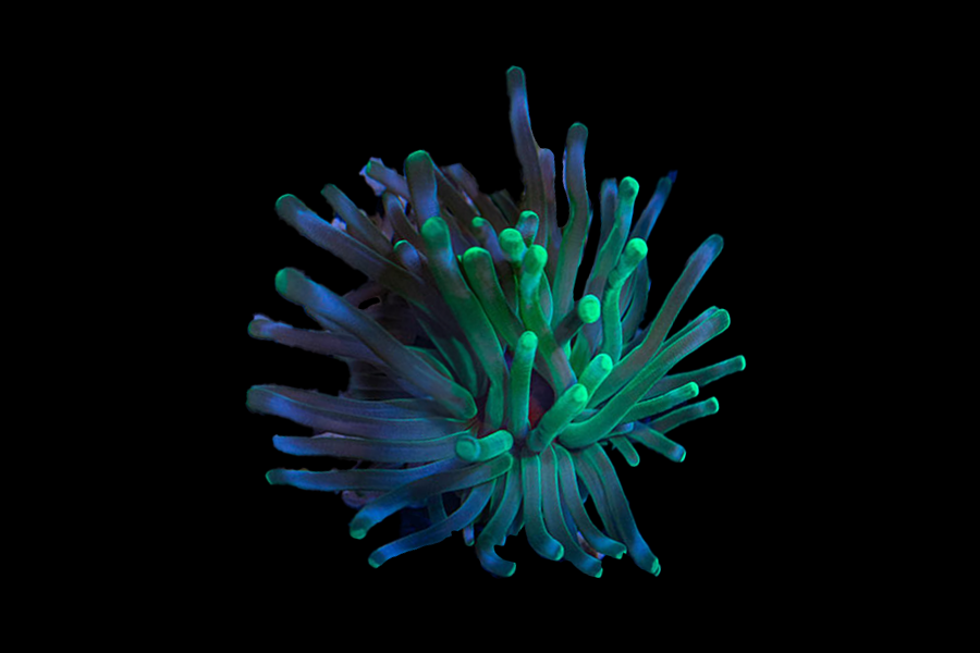 Condy Anemone - Black Label Corals