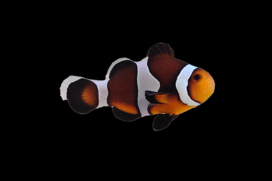 Caramel Ocellaris Clownfish - Black Label Corals