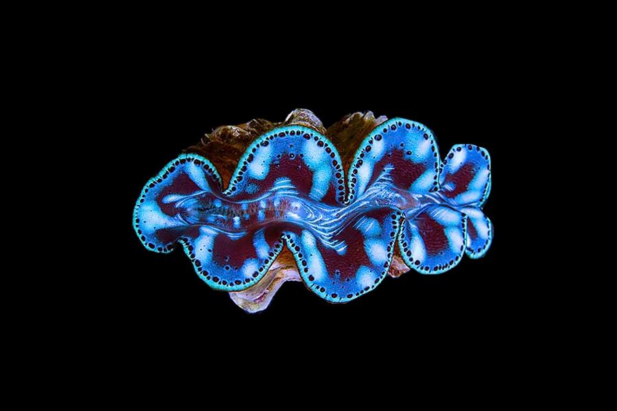 Maxima Clam - Black Label Corals