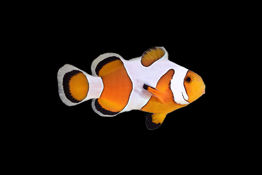 Davinci Ocellaris Clownfish - Black Label Corals