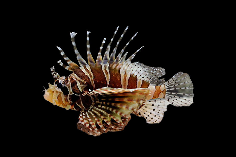 Zebra Lionfish - Black Label Corals
