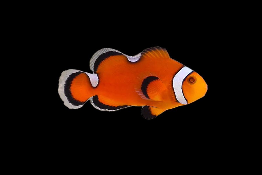 Extreme Misbar Ocellaris Clownfish - Black Label Corals