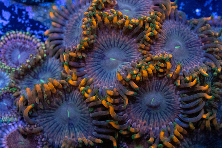 Fairy Fart Zoa - Black Label Corals